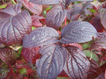 Schöne Herbstfärbung bei Cornus alba Sibirian Pearls