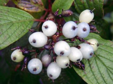 Cornus alba Sibirian Pearls: herbstlicher Fruchtschmuck