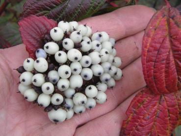 Herbstlicher Fruchtschmuck