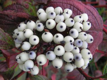 Hartriegel Sibirian Pearls mit Früchten