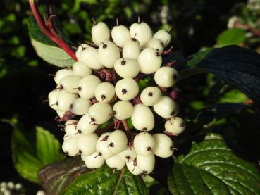 Früchte von Cornus alba Siberian Pearls (Aufnahem aus Mitte September)