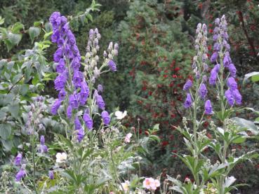 .Aconitum carmichaelii Arendsii - Eisenhut, Herbst-Eisenhut