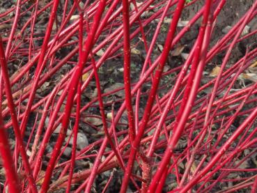 Cornus alba Sibirica - Rotrindiger Hartriegel