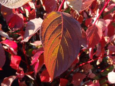 Herbstfärbung bei Cornus alba Sibirica