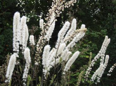 .Actaea simplex - September-Silberkerze