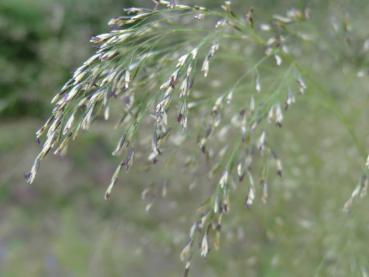 Blüte der Rasen-Schmiele Schottland