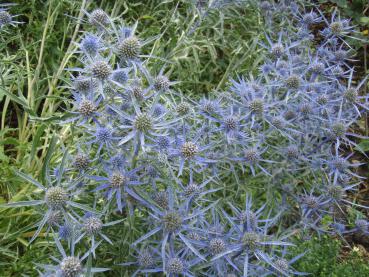 .Eryngium planum - Mannstreu, flachblättriger