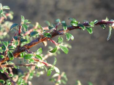 Himalayaoxbär Silver Shadow, Cotoneaster integrifolius Silver Shadow