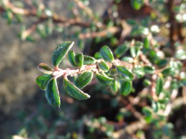 Himalayaoxbär Silver Shadow, Cotoneaster integrifolius Silver Shadow