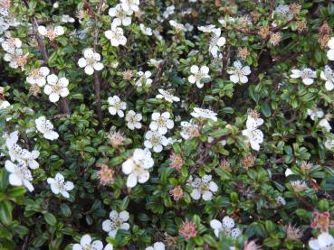 Himalayaoxbär Silver Shadow, Cotoneaster integrifolius Silver Shadow