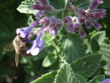 .Nepeta racemosa Superba - Katzenminze, Traubige Garten-Katzenminze