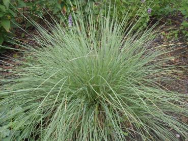 .Stipa gigantea - Federgras, Riesen-Federgras