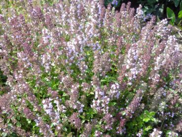 .Thymus pulegioides - Thymian, Feld-Thymian