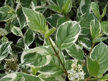 Cornus alba Sibirica Variegata