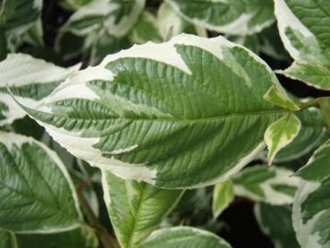 Weißbunter Bluthartriegel (Cornus alba Sibirica Variegata)