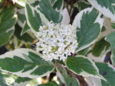 Weißbunter Bluthartriegel (Cornus alba Sibirica Variegata) - weiße Blüte