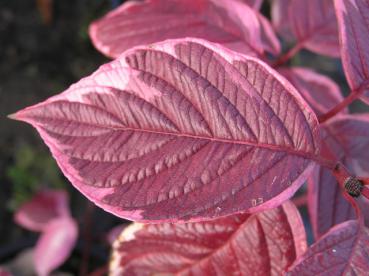 Weißbunter Bluthartriegel in roter Herbstfärbung