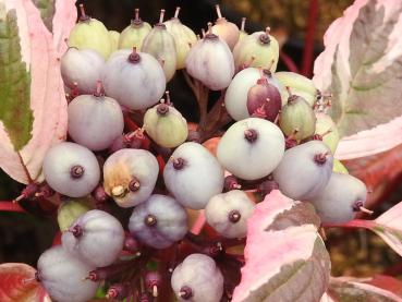 Cornus alba Sibirica Variegata mit weißen Beeren im Herbst