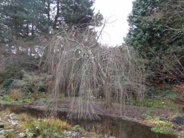 Der Trauer-Lebkuchenbaum im Winter