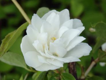 Philadelphus lewisii Waterton