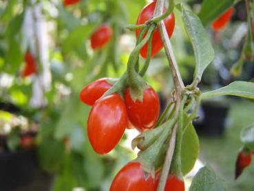 Rote Früchte der Gojibeere