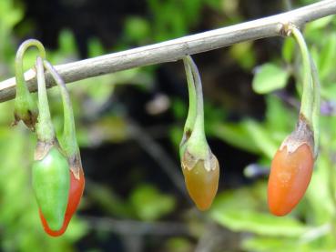 Eine Nahaufnahme der heranreifenden Gojibeeren