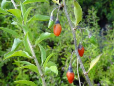 Der rote Fruchtstand der Lycium barbarum Sweet Lifeberry