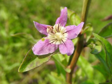 Lycium barbarum blüht lila.