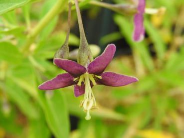 Lila Blüte im Juni und Juli - Lycium Sweet Lifeberry