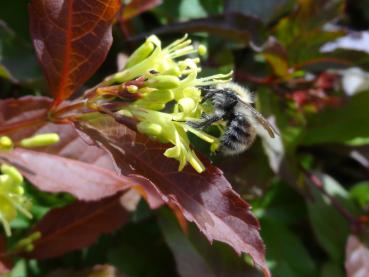 Diervilla splendens - Amerikanische Weigelie