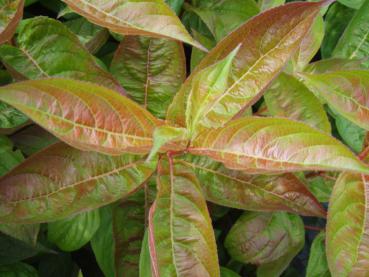 Sommerlaub von Weigela Wings of Fire