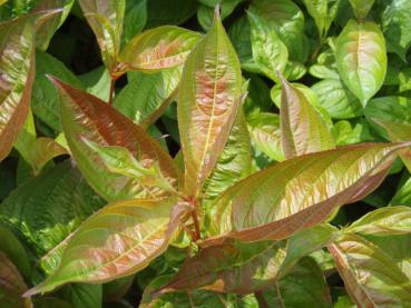 Weigela Wings of Fire mit rötlichem Austrieb