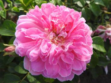 Duftende Blüte der Rosa rugosa New Century