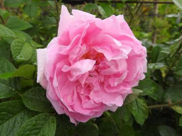 Nahaufnahme von der duftenden Blüte, Rose New Century