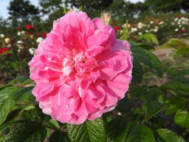 Rosa rugosa New Century - die gefüllten Blüten duften sehr schön.