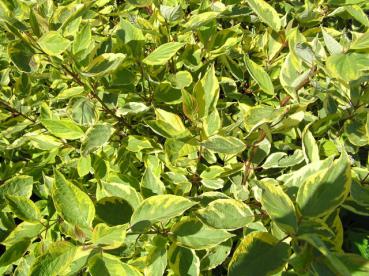 Gelbbunter Hartriegel - Cornus alba Spaethii