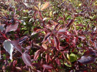 Cornus alba Spaethii: Herbstlaub