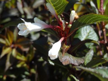 Trädgårdsprakttry Black & White - Weigela Hybride Black & White