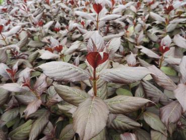 Weigela Hybride Black and White - rotgrünes Laub