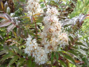 Sorbaria sorbifolia Sem