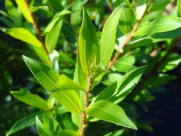 Salix triandra Yellow Villaine, Sommerlaub