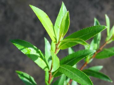 Triebspitze von Salix triandra Yellow Villaine