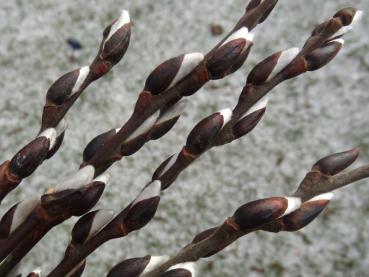 Salix caprea Bögelsack, Blüten öffnen sich gerade