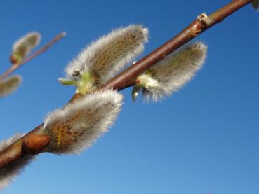Salix caprea Bögelsack, Aufnahme der Blütenkätzchen