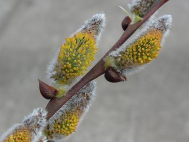 Gelbrote Staubgefäße der Kätzchenweide Bögelsack