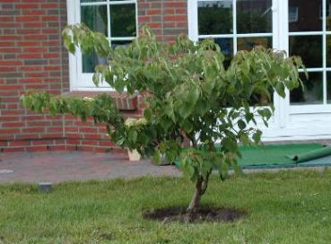 Cornus alternifolia