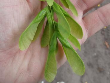 Acer negundo mit Früchten