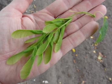 Acer negundo: Früchte