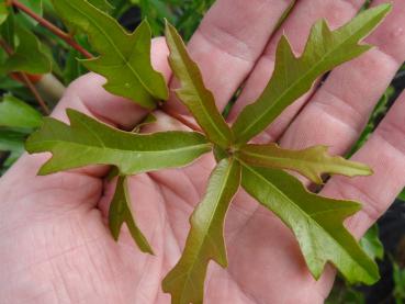 Wassereiche - Quercus nigra