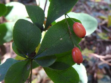 Berberis koreana Rubin